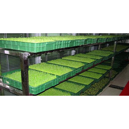 中農(nóng)華豐“爽舌尖”芽苗菜真假之辨 現(xiàn)代蔬菜干制品的信任密碼